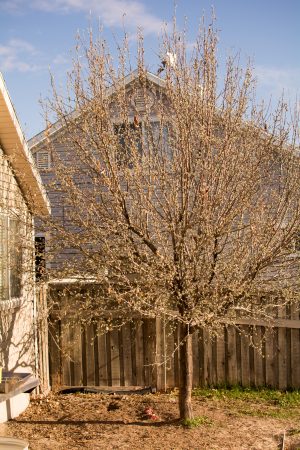 Tree Trimming