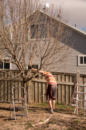 Tree Trimming