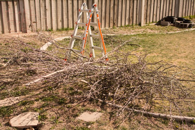 Tree Trimming