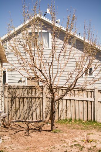 Tree Trimming