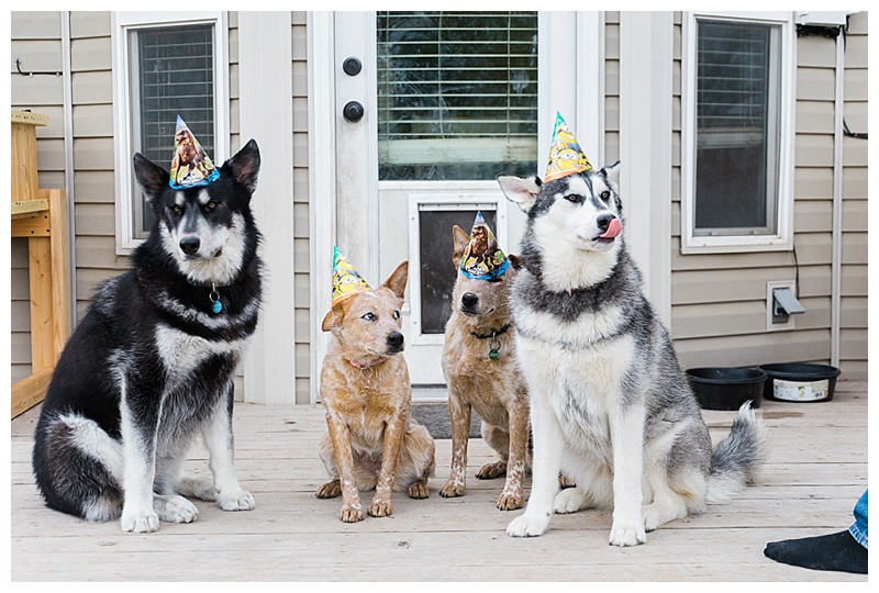 Puppy Birthday - Our Kind of Wonderful